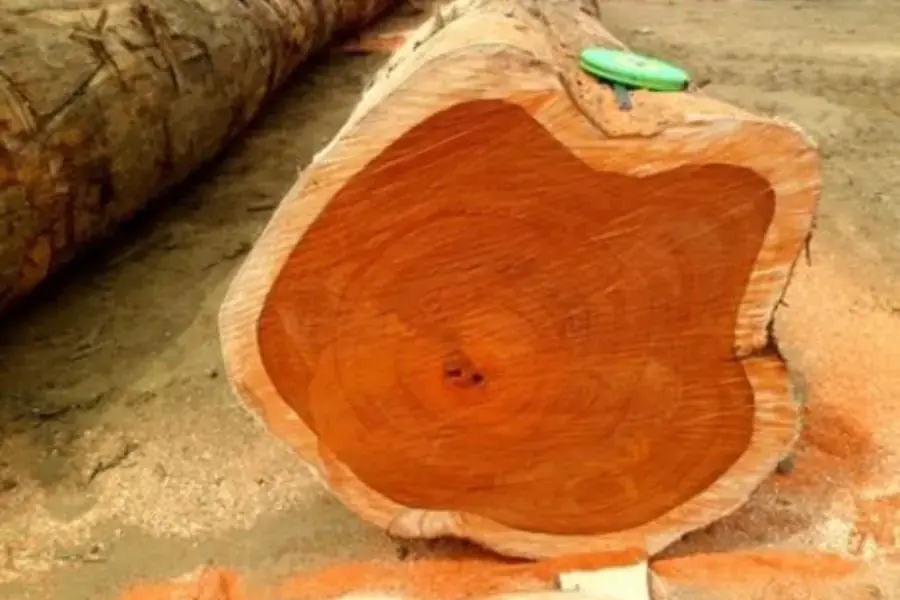 Gỗ cây thông đỏ quý hiếm mang ý nghĩa tốt trong phong thủy
