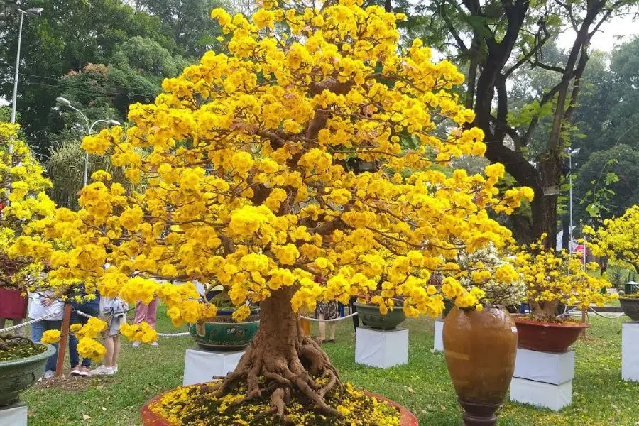Bảo vệ cây mai khỏi sâu bệnh sau Tết.