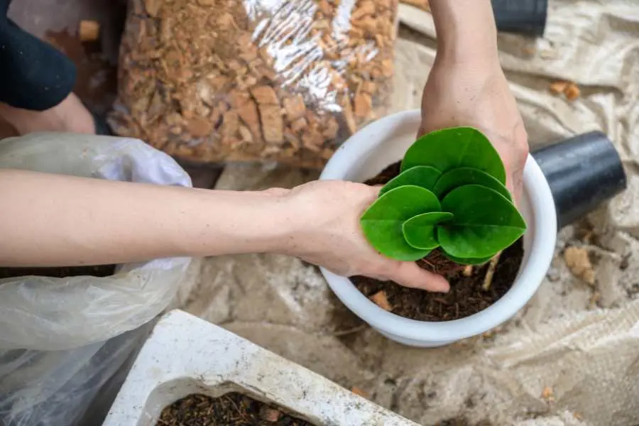 Trồng cây ở giữa chậu và giữ thẳng đứng.