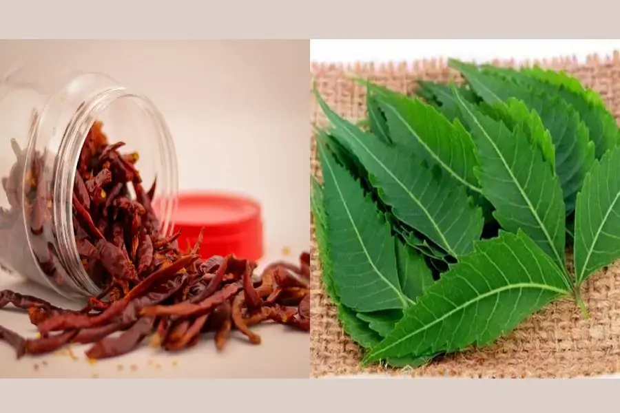 Bảo quản gạo bằng lá sầu đầu và ớt khô