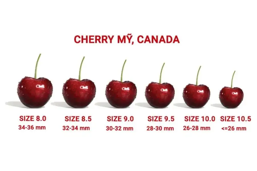 Cherry Mỹ, Canada