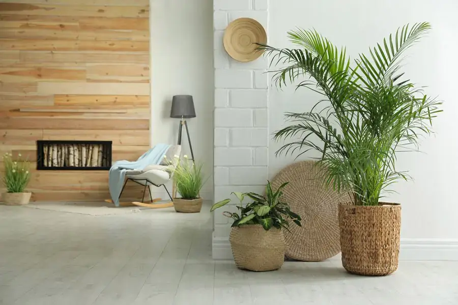 Cây cau mang lại nguồn năng lượng tích cực.