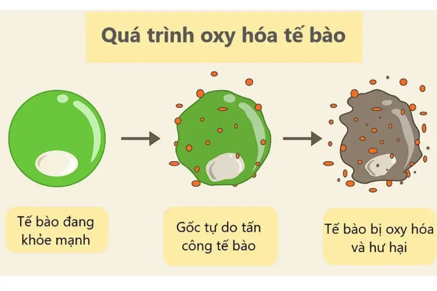 Quá trình oxi hóa tế bào