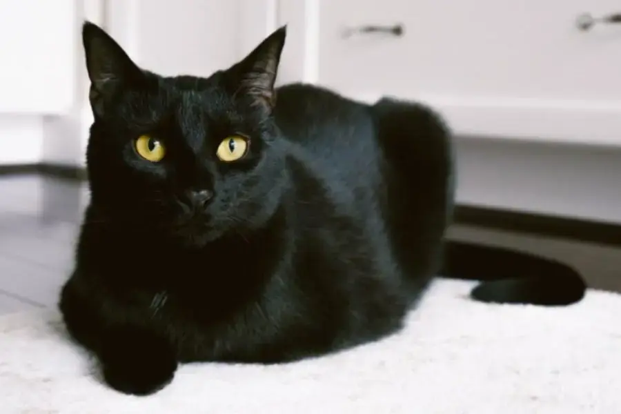 Mèo Bobtail Nhật Bản với tính cách đáng yêu và thông minh.