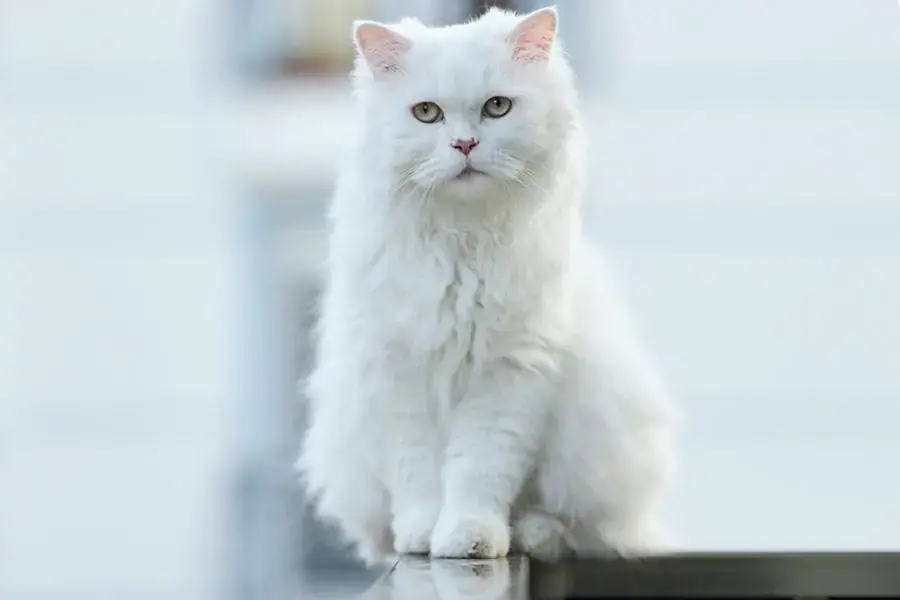 Mèo Angora được lai tạo từ mèo Ba Tư và mèo Châu Phi.