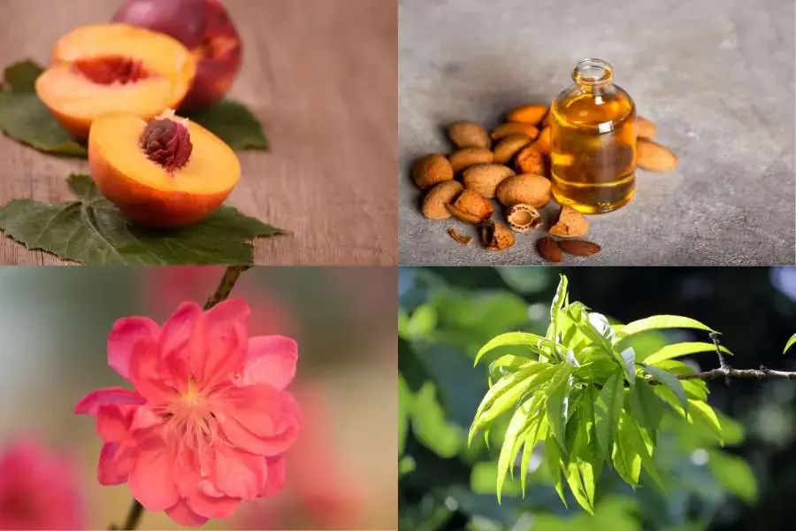Mỗi bộ phận của cây đào đều mang giá trị y học.