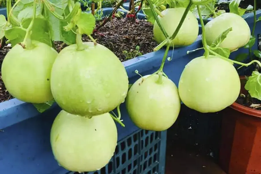 Hàm lượng calo của dưa lê rất thấp nên các bạn giảm cân có thể lựa chọn.
