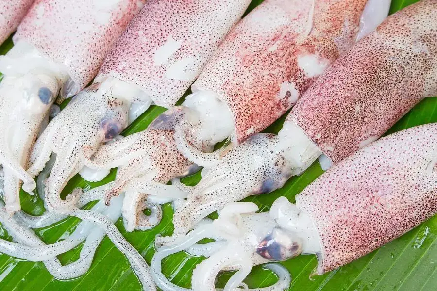 Cần quan sát màu sắc và sờ vào mực để xác định độ tươi ngon.