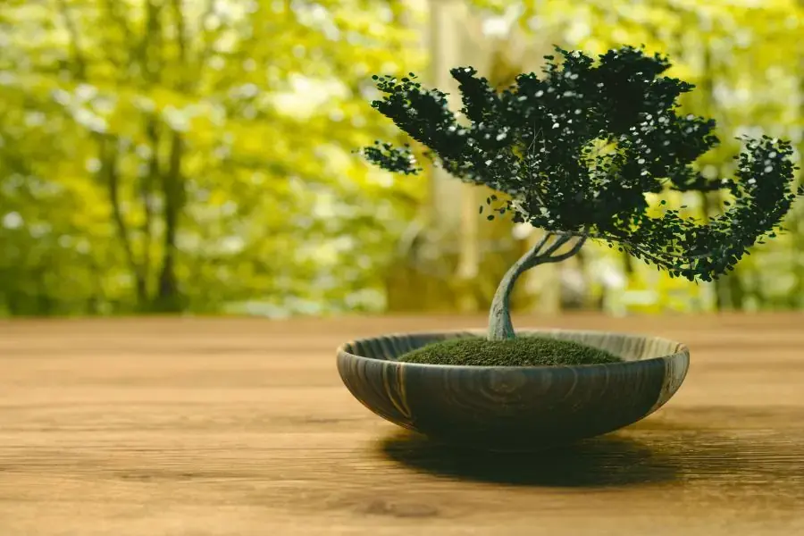 Chậu cây phong thủy làm quà Trung thu.