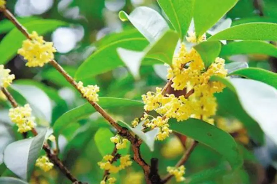 Cung cấp đủ ánh sáng, hạn chế để cây tiếp xúc trực tiếp từ mặt trời quá lâu.
