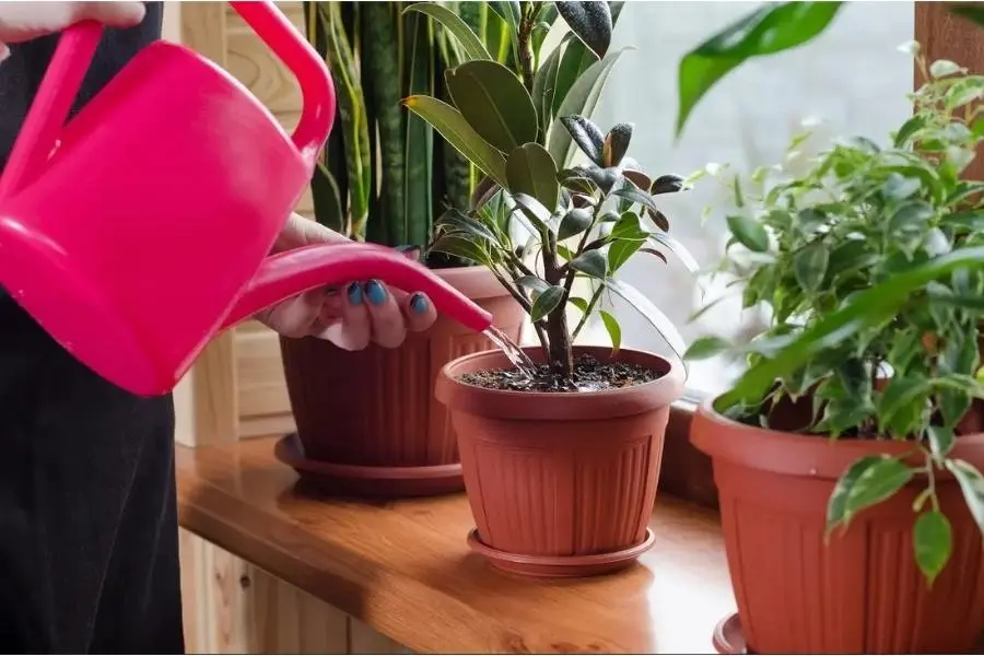 Tưới cây giúp cây mau phát triển