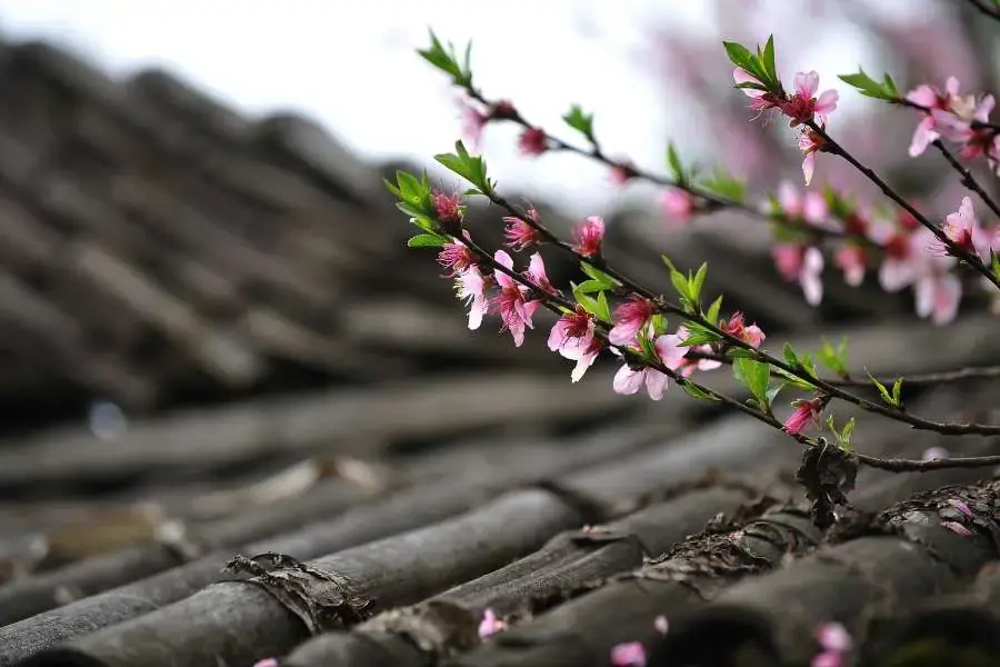 Hình ảnh đẹp về cành hoa đào đan xen lá non mới ra.