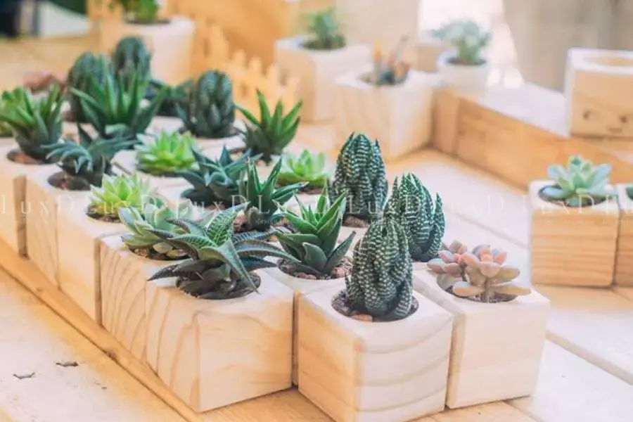 Việc trang trí chậu cây cảnh mang đến nhiều lợi ích to lớn