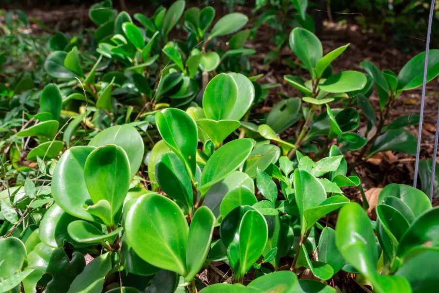 Chiều cao trung bình cây trường sinh từ 10 đến 40 cm.