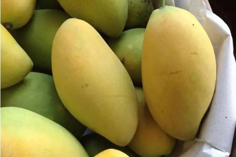 Xoài cát Hoà Lộc
