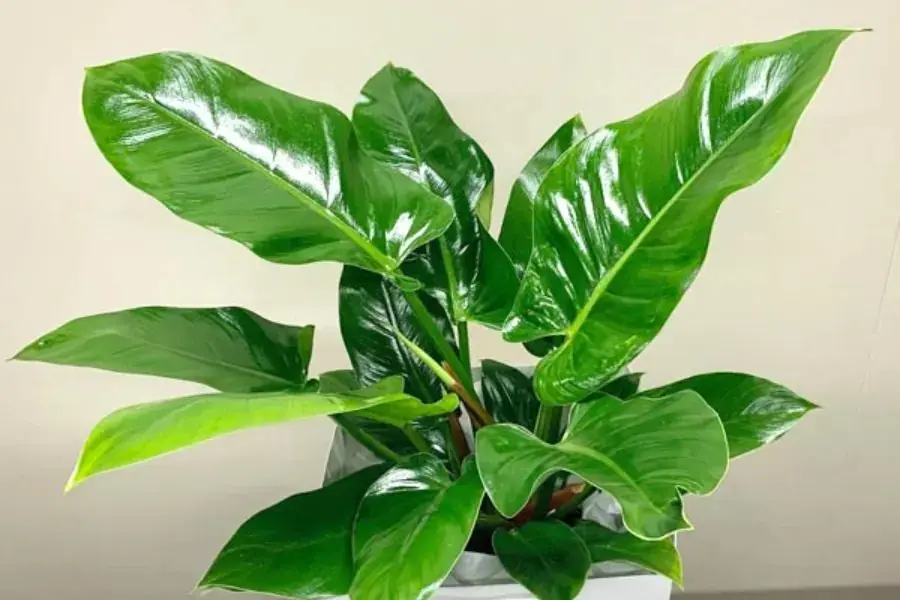 Cây trầu bà đế vương lá to xanh tốt.