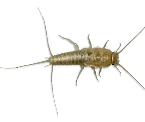 gegat / silverfish