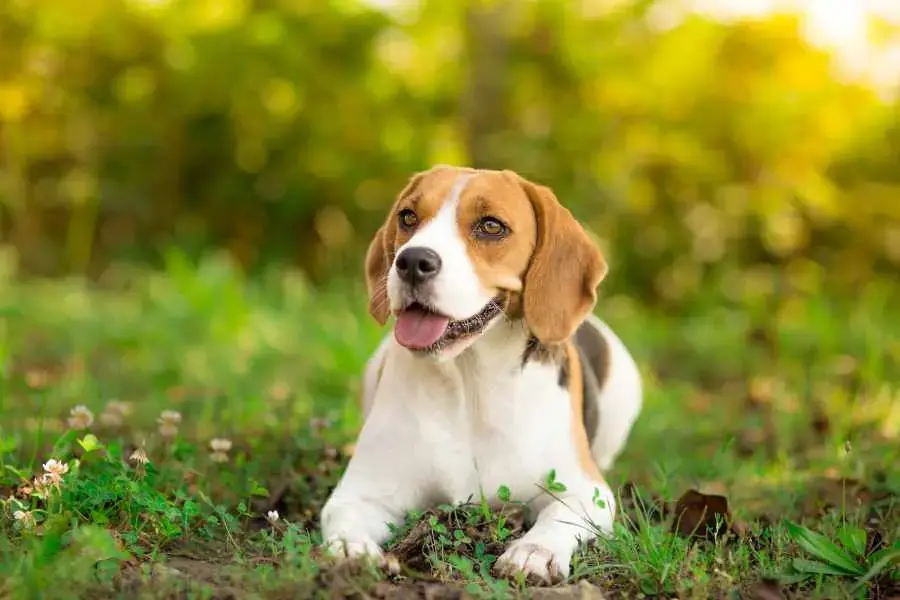 Beagle đã được các nhà khoa học tìm thấy từ thời Hy Lạp cổ đại.