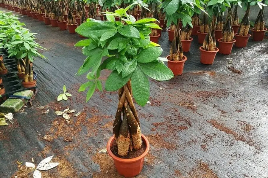 Xét về yếu tố phong thủy, cây Kim Ngân đại diện cho nhiều điều tốt lành và may mắn.