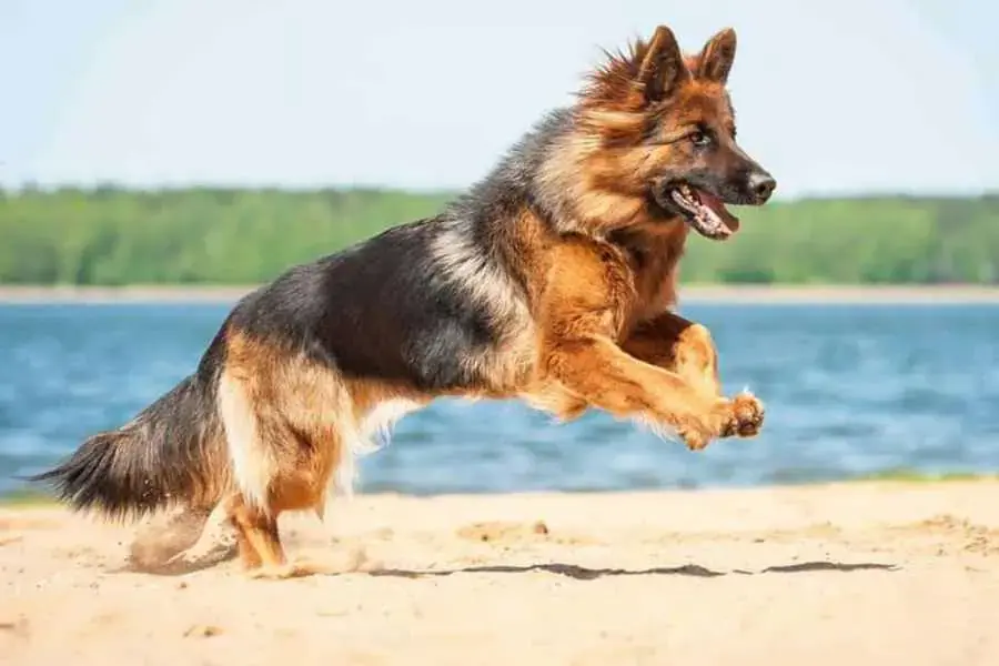 Becgie là giống chó chăn cừu nổi tiếng, xuất hiện tại Cộng hòa liên bang Đức.