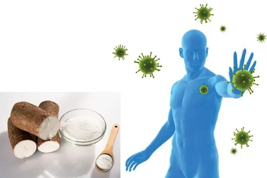 Sắn giúp xây dựng 1 hệ miễn dịch khỏe mạnh