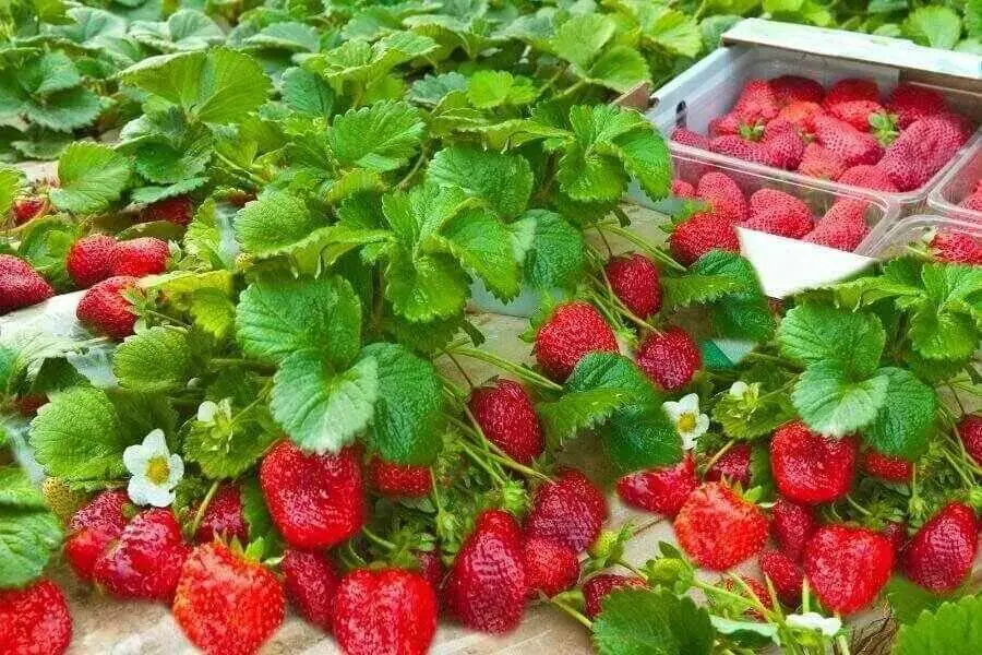 Vườn dâu tây Đà Lạt