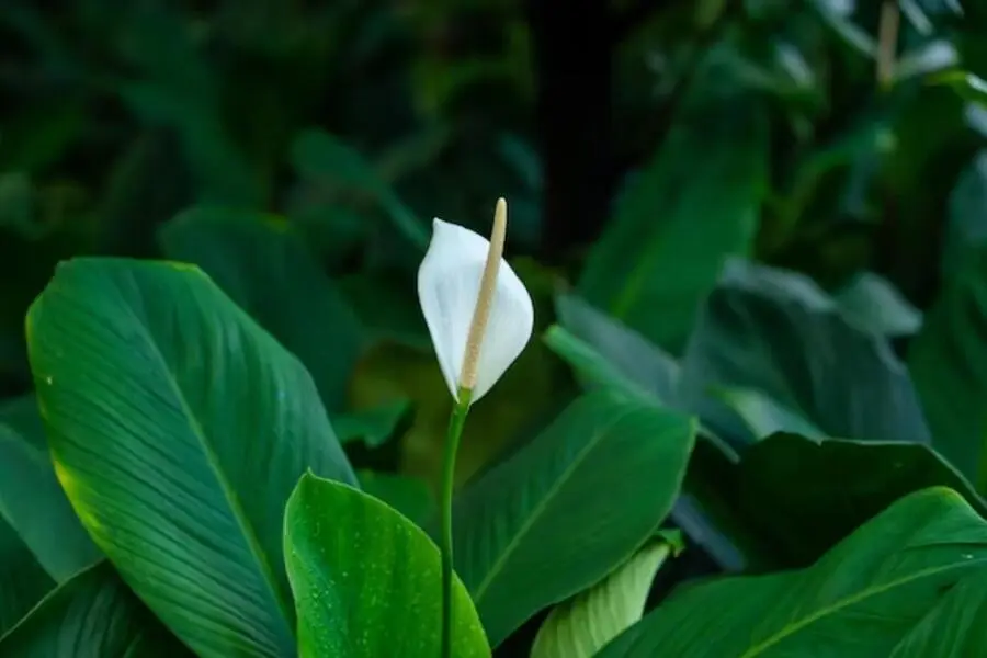 Cây có thể phát triển tốt trong cả điều kiện trong nhà và ngoài trời.