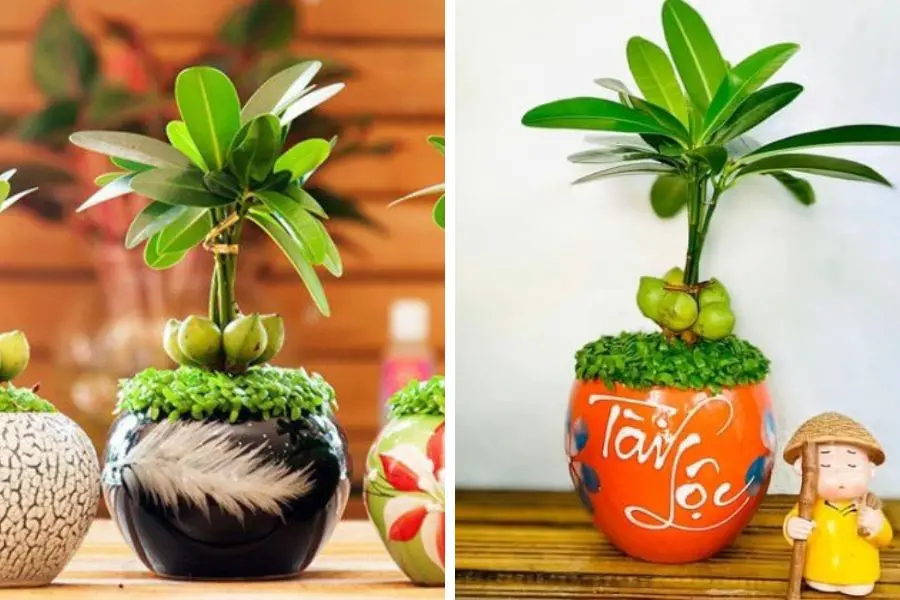 Trang trí cây xanh trong quán cafe với cây tài lộc lớn, ý nghĩa phong thủy may mắn.