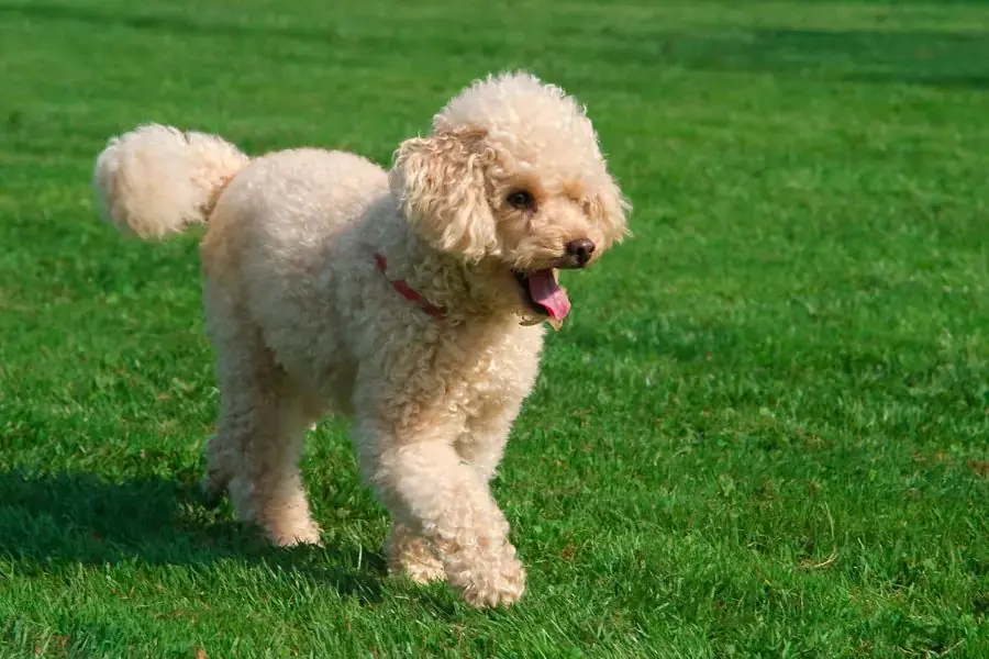 Kích thước giống chó Poodle ở mức trung bình, thông minh và dễ nuôi.
