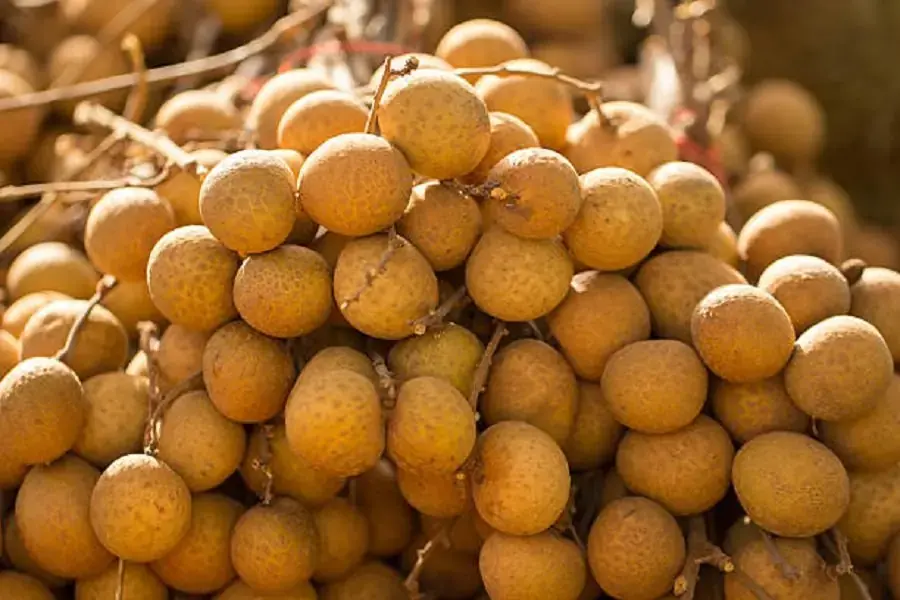 Thời gian bảo quản nhãn tươi