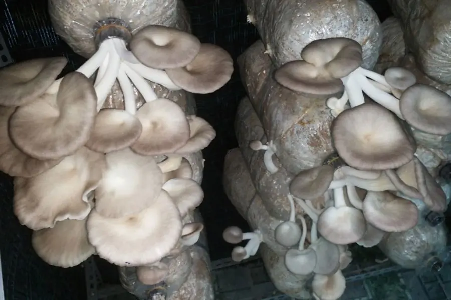nấm bào ngư phát triển tốt