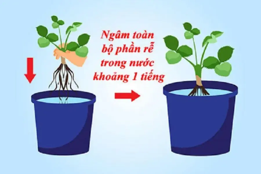 Ngâm rễ cây dâu tây vào nước