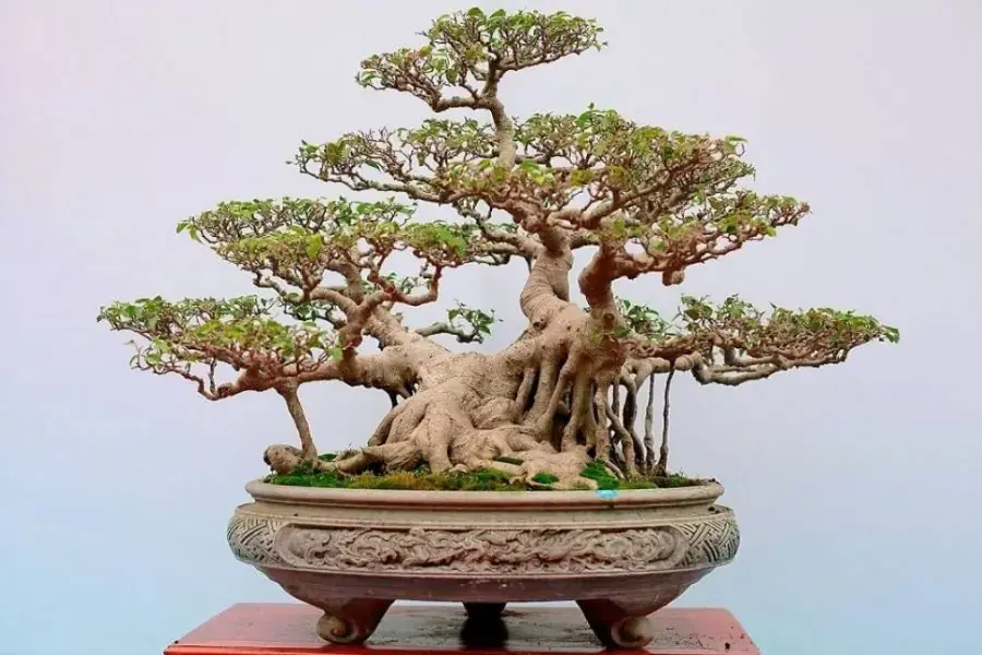 Cắt tỉa lá trước khi uốn cây cảnh để cây cho ra mầm non khỏe mạnh hơn