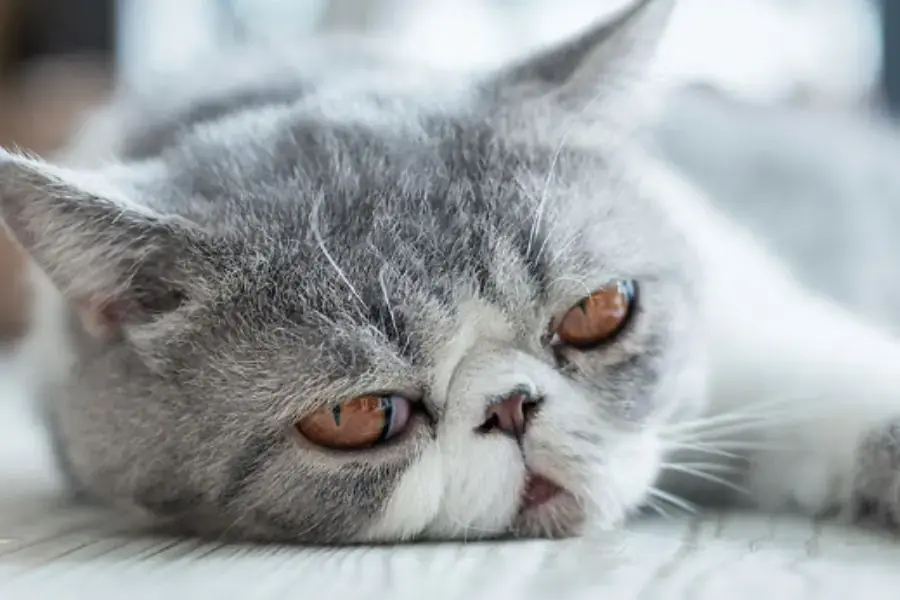 Thăm khám cho thú cưng khi chúng có biểu hiện mệt mỏi.