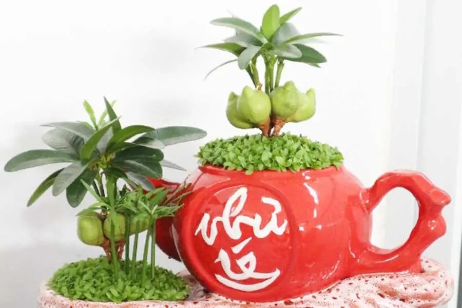 Lựa chọn cây tài lộc có màu xanh tươi và không bị héo úa.