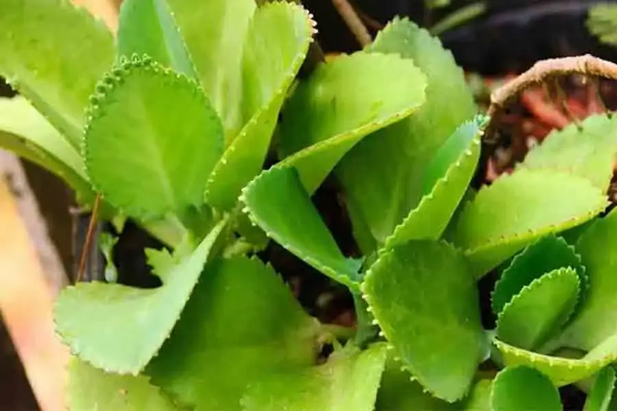 Cây sống đời rất được mọi người ưa chuộng (nguồn: META.vn)