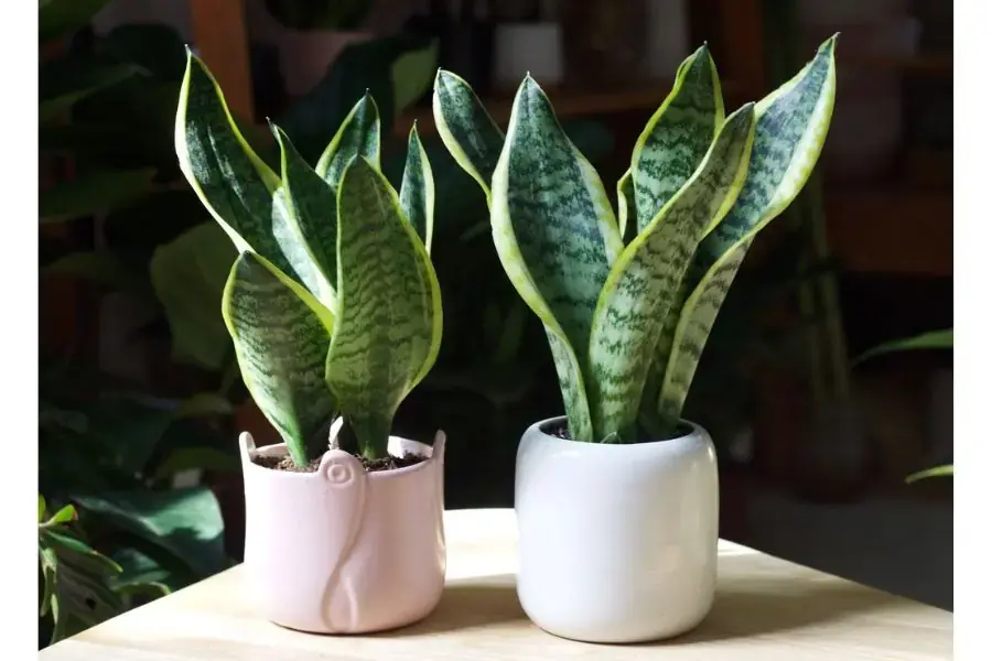 Lưỡi hổ là cái tên đầu tiên không thể bỏ qua khi nhắc đến các loài cây lọc không khí