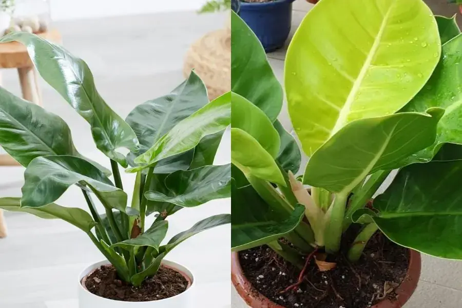 Cây trầu bà đế vương xanh và Cây trầu bà đế vương đỏ là các loại cây trầu bà phổ biến.