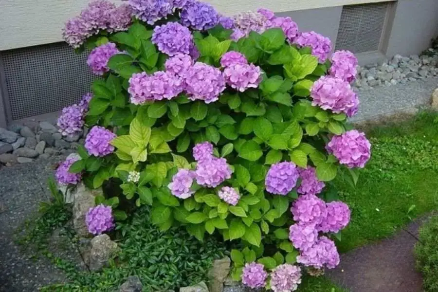 Khóm hoa cẩm tú cầu tím ra hoa đều và đẹp mắt.