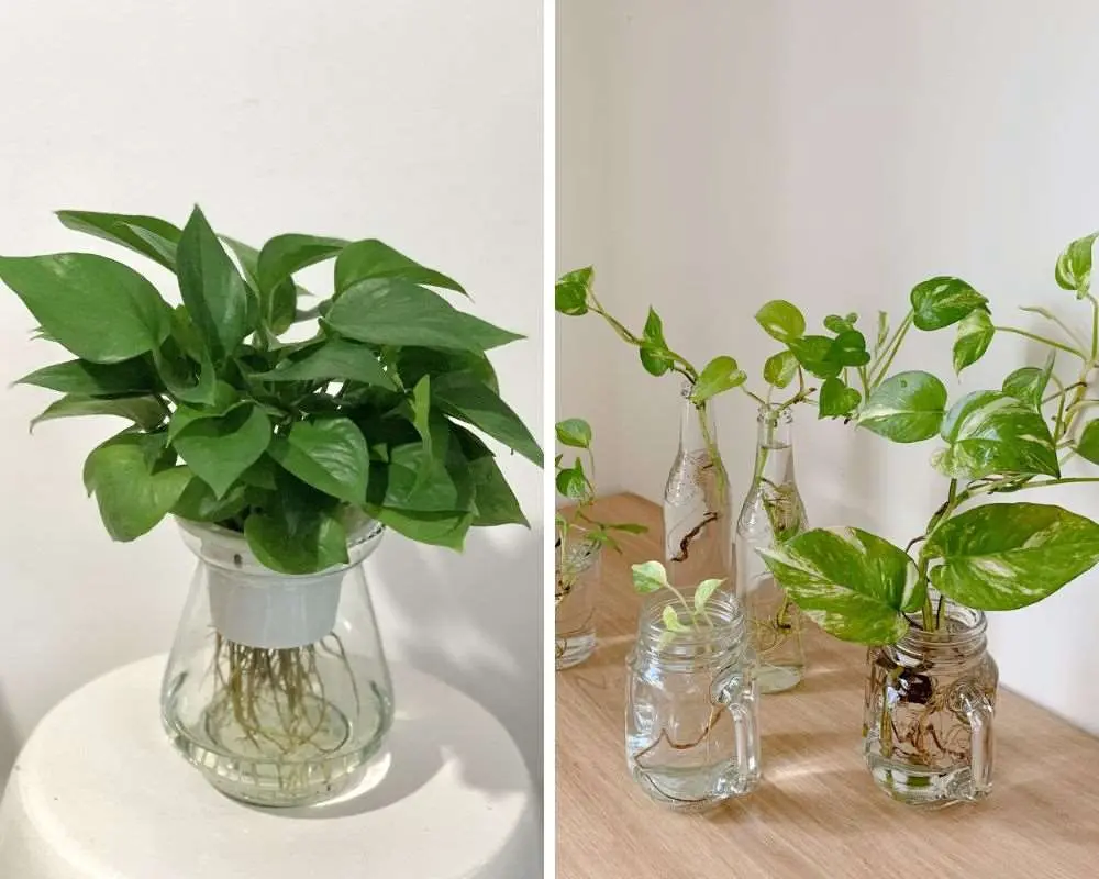 Hướng dẫn cách trồng cây trầu bà thủy sinh đơn giản, dễ thực hiện.