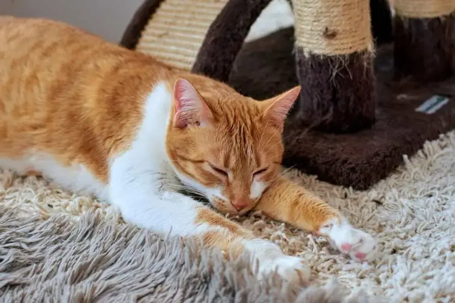 Mèo cào móng để giải tỏa nỗi căng thẳng của mình