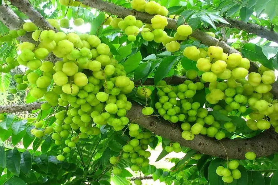 Ngoài cách trị tóc bạc sớm từ lá ổi, bạn có thể áp dụng quả chùm ruột đễ chữa bệnh tóc bạc sớm cũng rất hiệu quả.