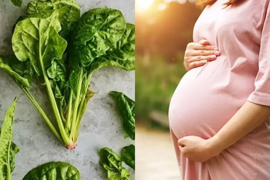 Rau bina tốt cho sự phát triển của thai nhi.