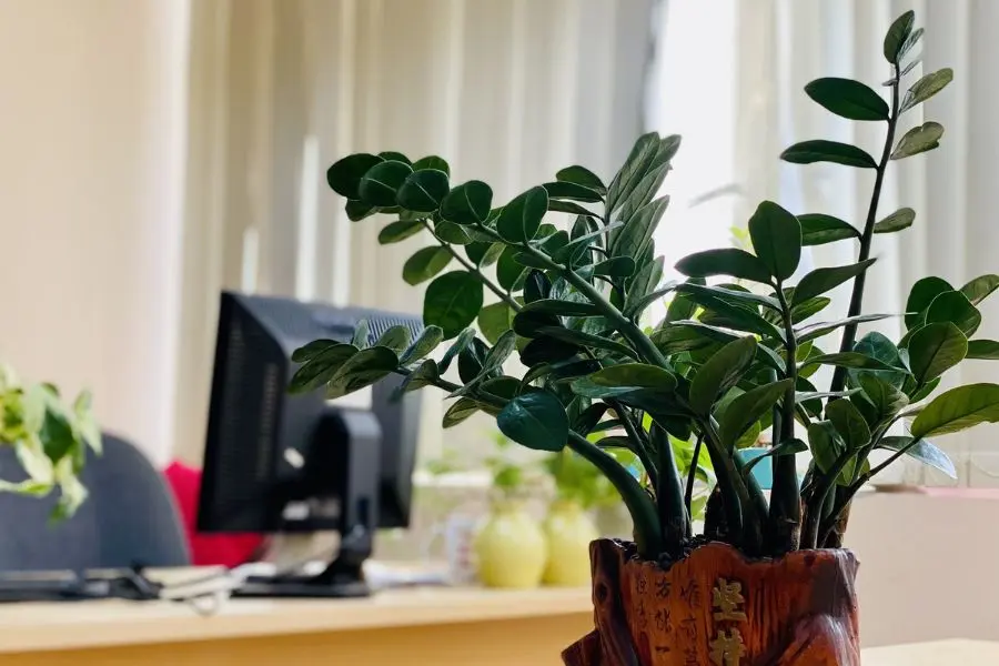 Nhìn vào cây xanh khoảng 5 phút sẽ giúp đầu óc được thư giãn thoải mái hơn.