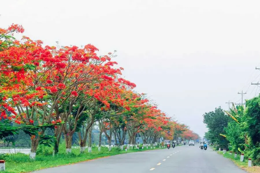 Cây phượng đỏ được trồng dọc đường phố để tạo hiệu ứng bắt mắt và tỏa bóng mát vào những ngày hè. 