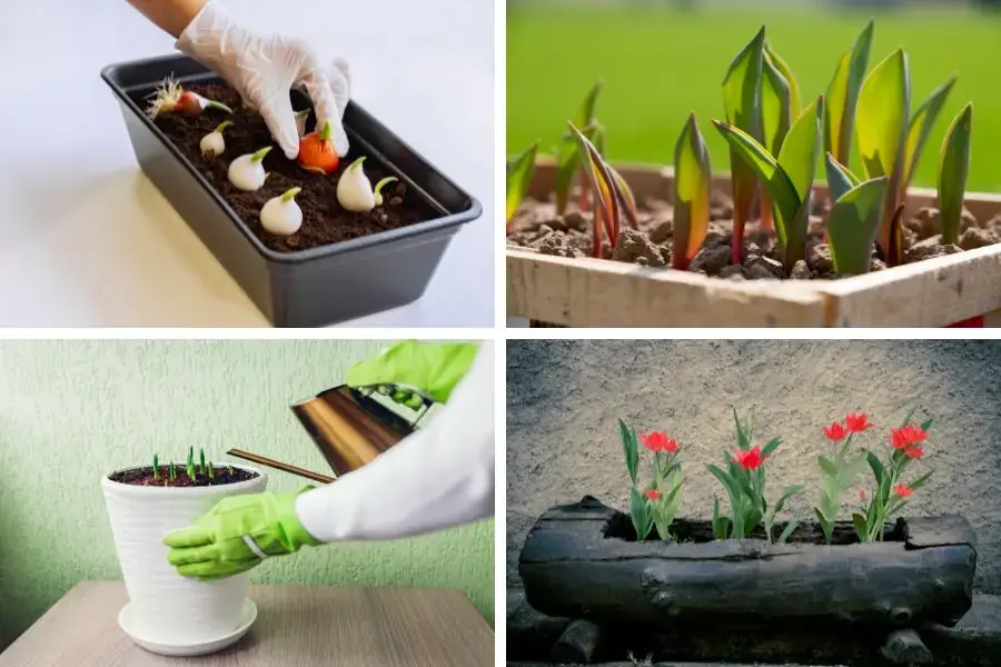Trồng hoa tulip đơn giản bằng củ.
