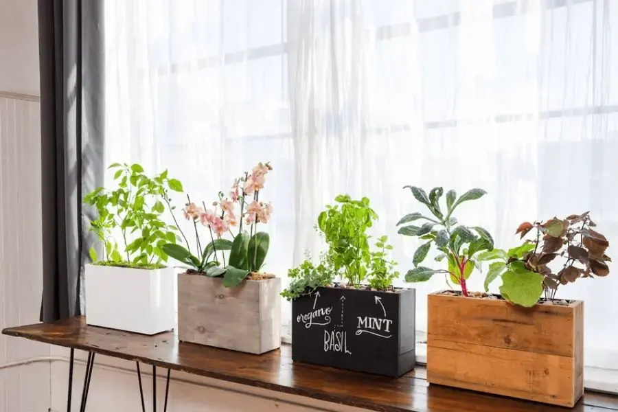 Đặt cây trên kệ cửa sổ giúp cây quang hợp tốt