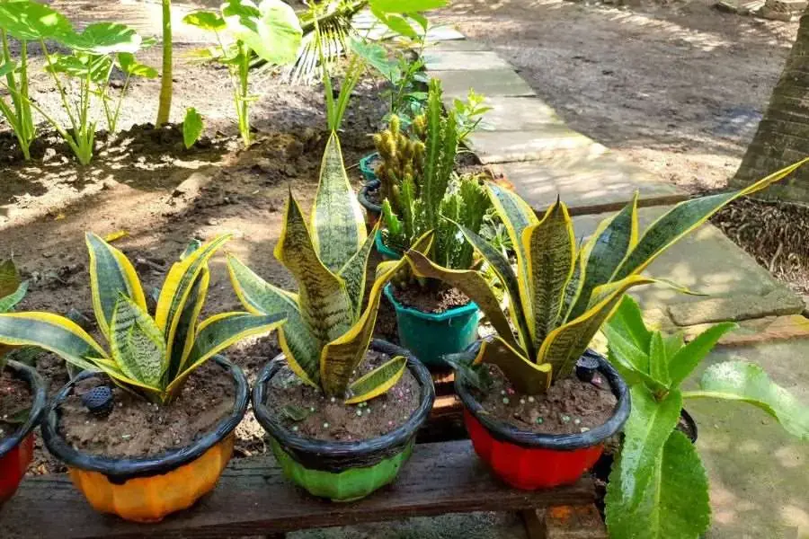 Không nên đặt cây lưỡi hổ dưới ánh sáng quá chói gắt