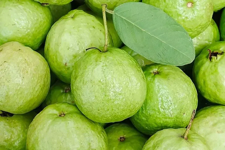 Cách chọn ổi dựa vào màu sắc