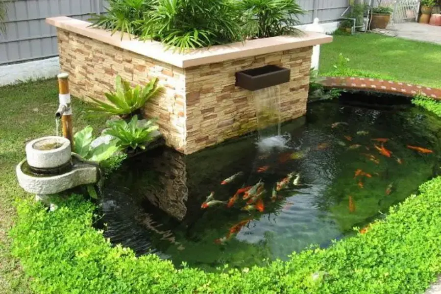 Có một số nguyên nhân có thể kể đến là bố cục chưa sạch, không vệ sinh hồ cá kỹ, phân nền chưa dọn sạch...